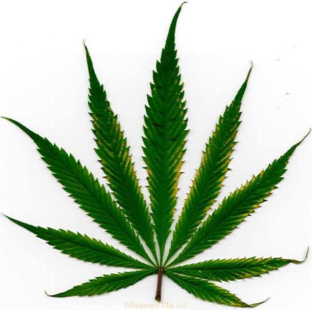 Illegal Drugs Cocaine Heroine Peyote Mushrooms Ecstasy Methamphetamine LSD PCP Marijuana