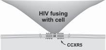 Enfuvirtide (Fuzeon) Enfuvirtide (Fuzeon) The FDA approved enfuvirtide (Fuzeon) in spring 2003 to use with other anti-hiv drugs in children age six and older and in adults who have used anti-hiv