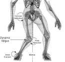 (Griffin, 2006) ACL INJURY RISK FACTORS Non-Modifiable Anatomical BMI Femoral Notch Index Genu recurvatum General joint laxity Family history Developmental Sex Pubertal or maturation status Menstrual