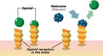 x x x Reduce/ cravings x x x eliminate opioid Opioid Overdose Reversal Naloxone for emergency overdose reversal. AFFINITY AND ACTIVITY Activity: Heroin > Buprenorphine.