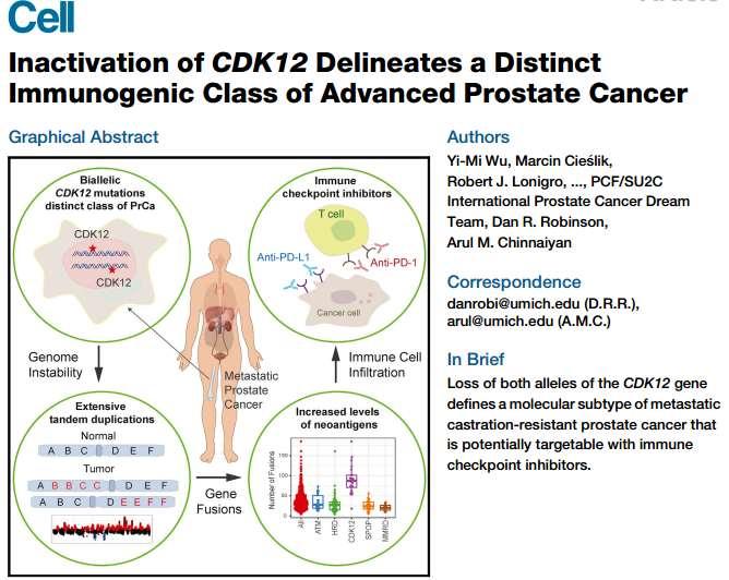 Climbing up CDK12 inactivation CDK12 biallelic inactivating mutations define a distinct subtype of prostate cancer CDK12 loss is associated with genomic instability and focal tandem