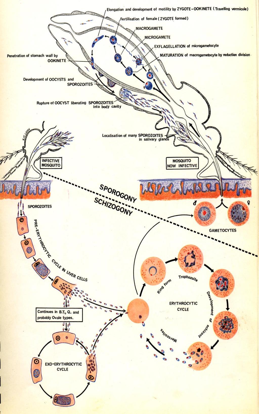 Malaria Mosquito Basics Plasmodium falciparum cycles