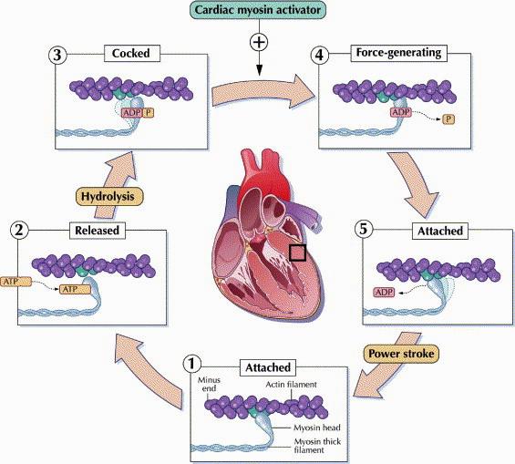 The challenge of cardiac myocin activation - Target the force generating enzyme cardiac myosin ATPase, accelerating its activity.