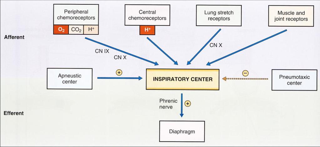 Respiratory Physiology. Physiology, by Linda S.