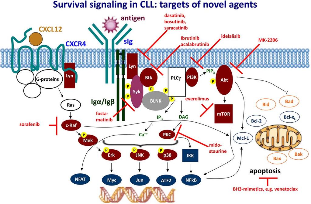 950 HALLEK FIGURE 2 Targeting of specific signaling pathways as a therapeutic strategy for CLL. Red symbols and letters indicate new therapeutics as discussed in the text.