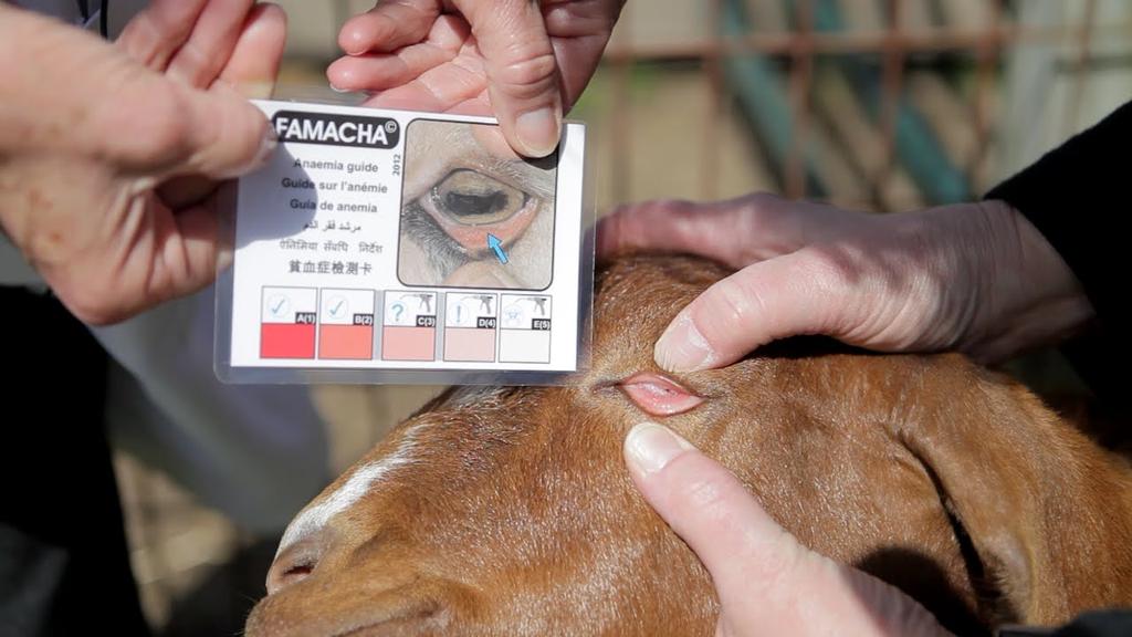 FAMACHA Developed (South Africa) as on-farm means to identify anemic animals Blood feeding Haemonchus only Deworming can be administered immediately Based on the relatively good correlation between