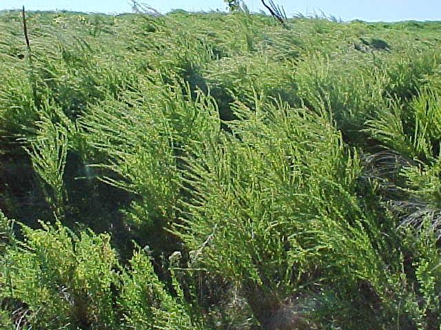 Non-Drug Alternatives Condensed Tannin Containing Plants Sericea lespedeza Forage that