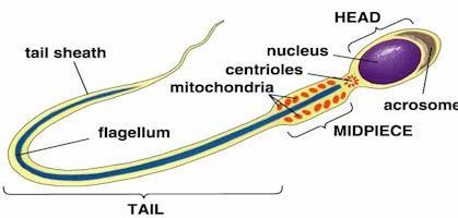Seminiferous Tubules Seminiferous tubules inside the testes produce haploid sperm through spermatogenesis.