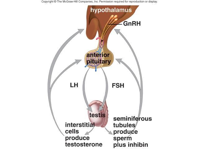 LH stimulates interstitial cells to produce testosterone. Testosterone brings about and maintains the male secondary sex characteristics.