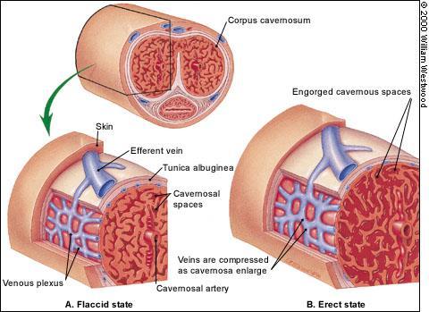 arterioles dilate and veins are compressed.
