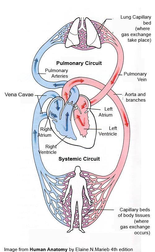 ADULT BLOOD CIRCULATION The heart pumps blood into two closed circuits the systemic circulation and the pulmonary circulation with each beat.