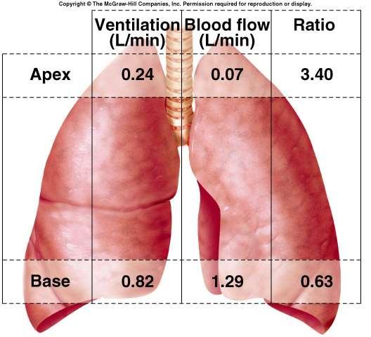 Lung Ventilation/Perfusion Ratios Functionally: Alveoli at apex are underperfused