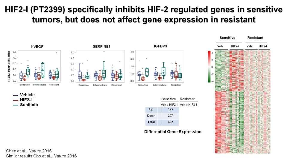 HIF2-I (PT2399) specifically inhibits HIF-2 regulated genes in sensitive tumors, but does not