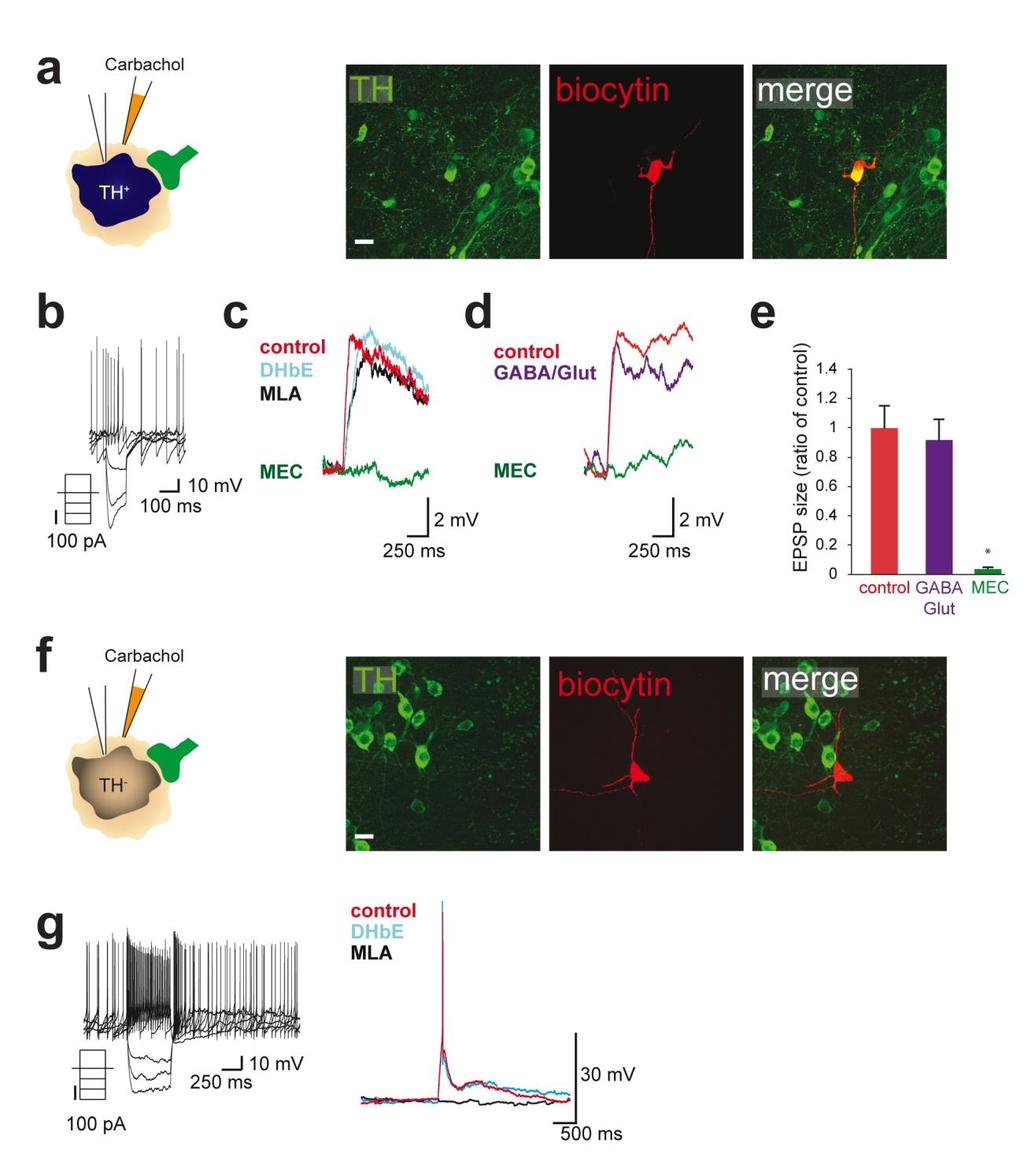 Supplementary Figure 8 Nicotinic modulation of VTA neurons. (a) Effect of carbachol puffing on VTA DA neurons (n = 9 neurons) that were labeled and identified as TH+.