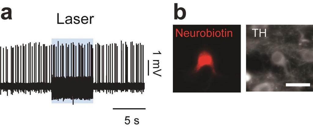 Supplementary Figure 6 Controls for stimulation of cholinergic axons in the VTA.