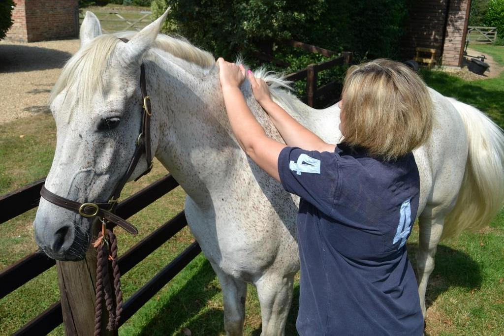 Equine Sports and Rehabilitation Massage Therapy All horses can benefit from sports and rehabilitation massage.