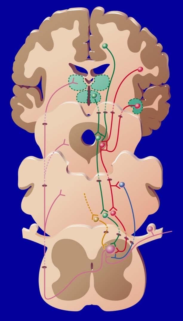 Supraspinal Analgesia Brainstem circuits may inhibit rostral movement of nociceptive information and activate descending pathways that alter nociceptive processing in the spinal cord periaqueductal