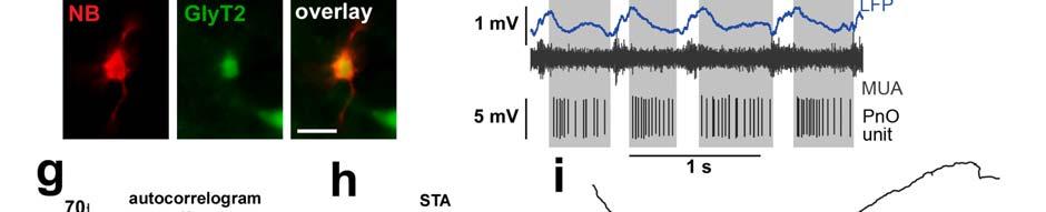 c-d) The autocorrelogram and spike triggered LFP averages (STA) of the neuron shown in Fig. 6 b-d. The cell displays rhythmic phase modulation.