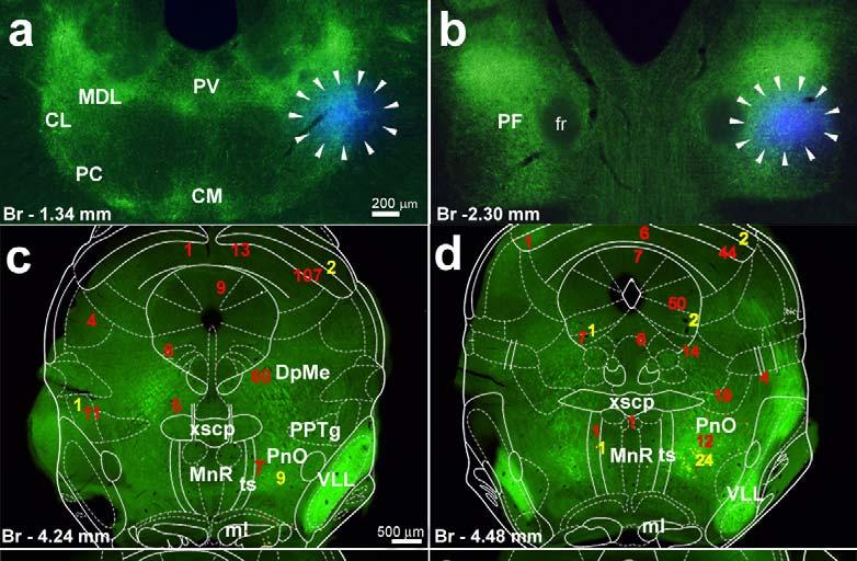 Supplementary Figure 2 Distribution of retrogradely labeled neurons in the brainstem following injection of fluorogold (FG) into the IL. a-b)injection site at two coronal levels.