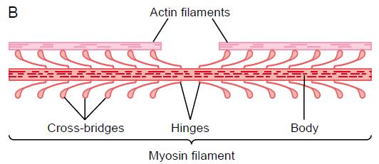 Myosin protein: in thick filaments In 1 thick filament 200 myosin molecules. Molecular wt. of each myosin molecule = 480,000.