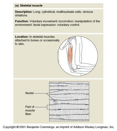 Skeletal Muscle Long cylindrical cells Many