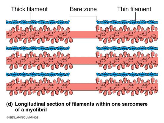 THICK AND THIN FILAMENTS From surface of thick filaments projections arise cross-bridges. In centre of sarcomere, thick filaments have no projections (H zone).