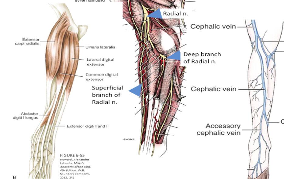 1 Acupuncture Points Located along the nervous system Free nerve endings Blood vessels Lymphatic ducts Mast cells Low electrical resistance High electrical conductance LI-10 Tian He.