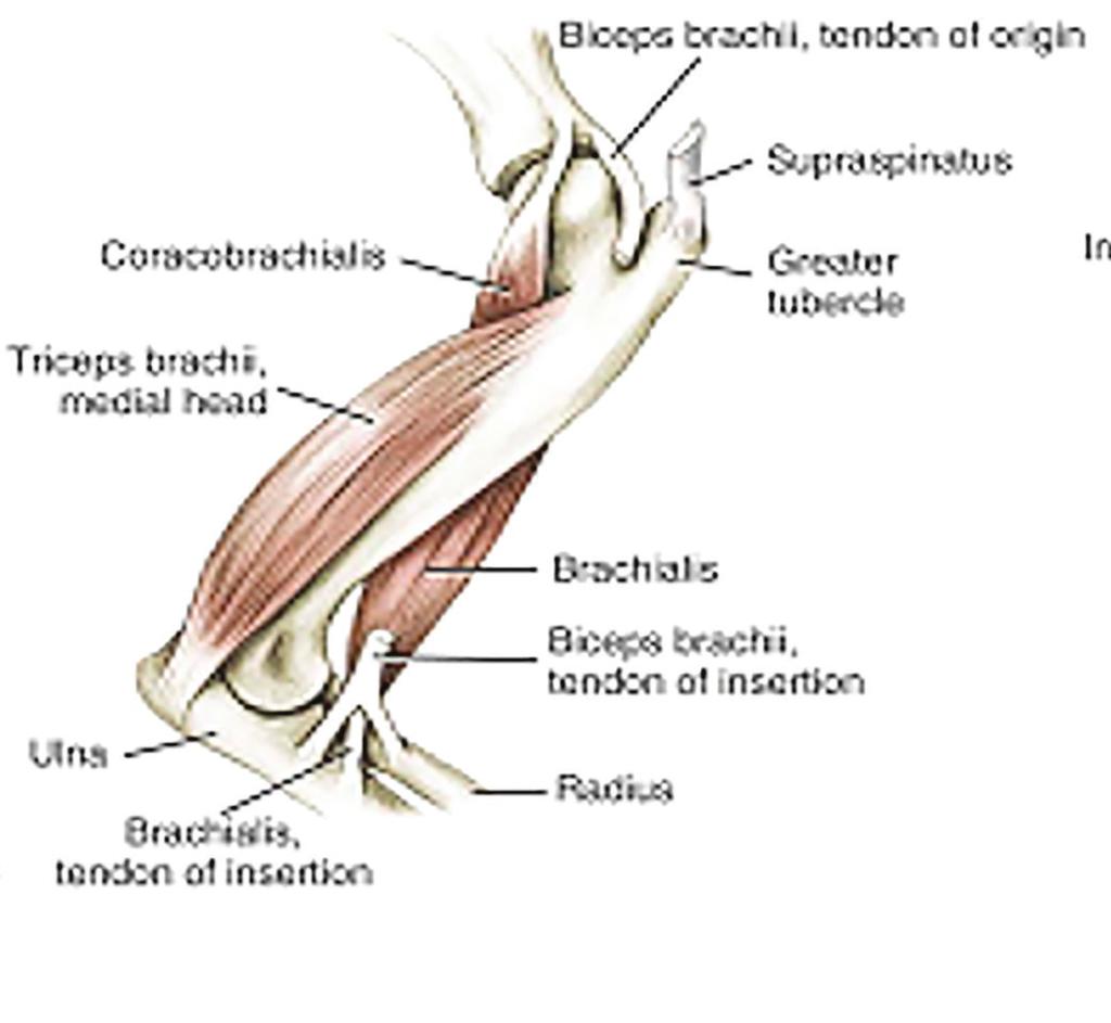 Triceps brachii, long and lateral heads Radial nerve Extensor carpi radialis LI-11 Common digital