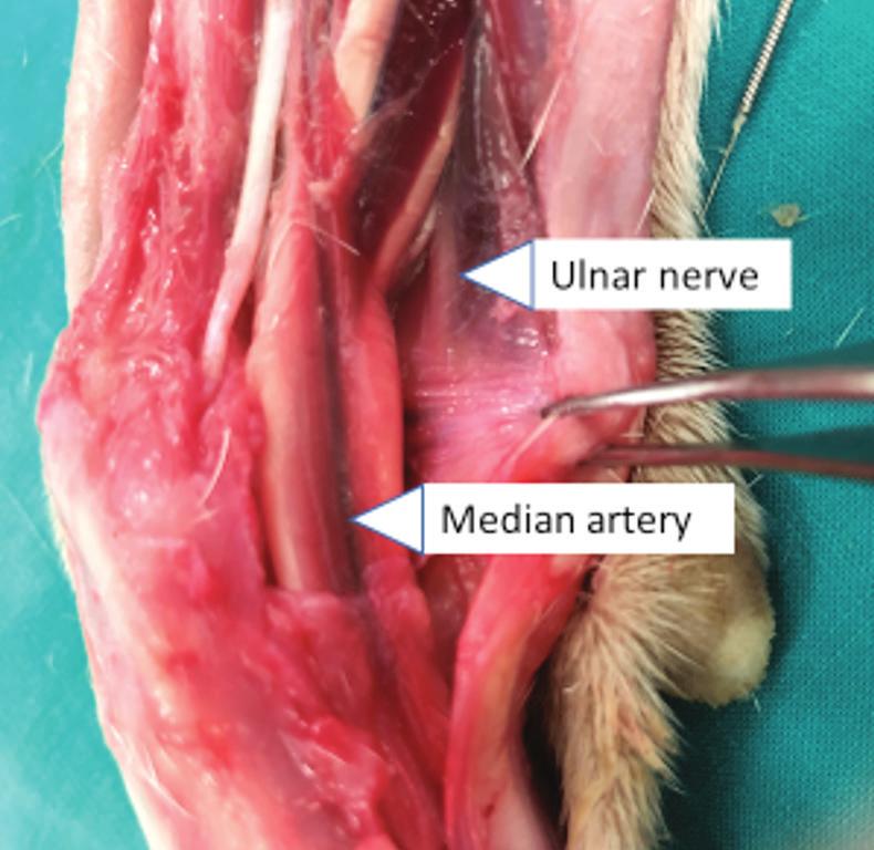of the flexor carpi ulnaris m and caudal to the tendon of the ulnaris lateralis m.