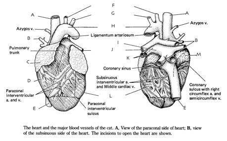 Question 30 What is the general job of an atrium? A ventricle?