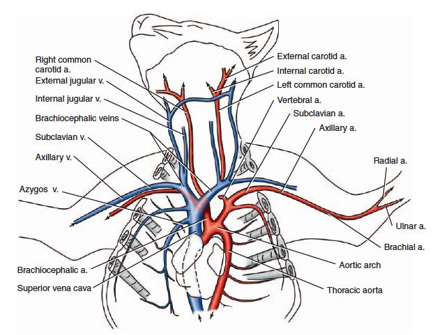 3. Identify the aorta, the largest artery in the body, issuing from the left ventricle.