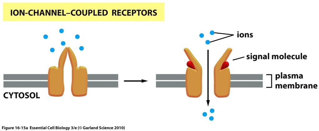 Cell-surface receptors allow a flow of ions across the plasma membrane, which changes