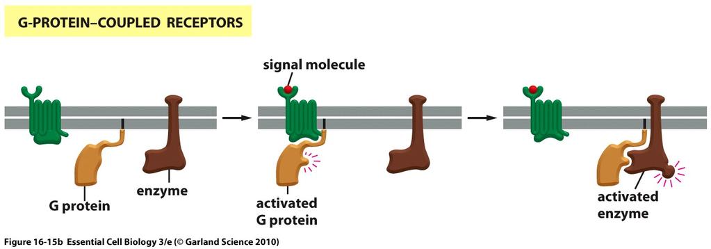 Cell-surface receptors activate membrane-bound, trimeric GTP-binding proteins (G