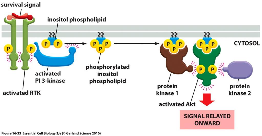 PI 3-kinase-Akt