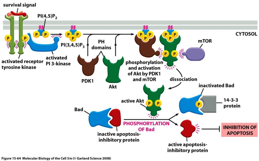 PI 3-kinase-Akt Signaling Pathway The PI 3-kinase-Akt Signaling Pathway Can Stimulate Cells to Survive Survival Signal > RTK-P > PI 3-kinase > 2x Inositol phospholipid-p > PDK1