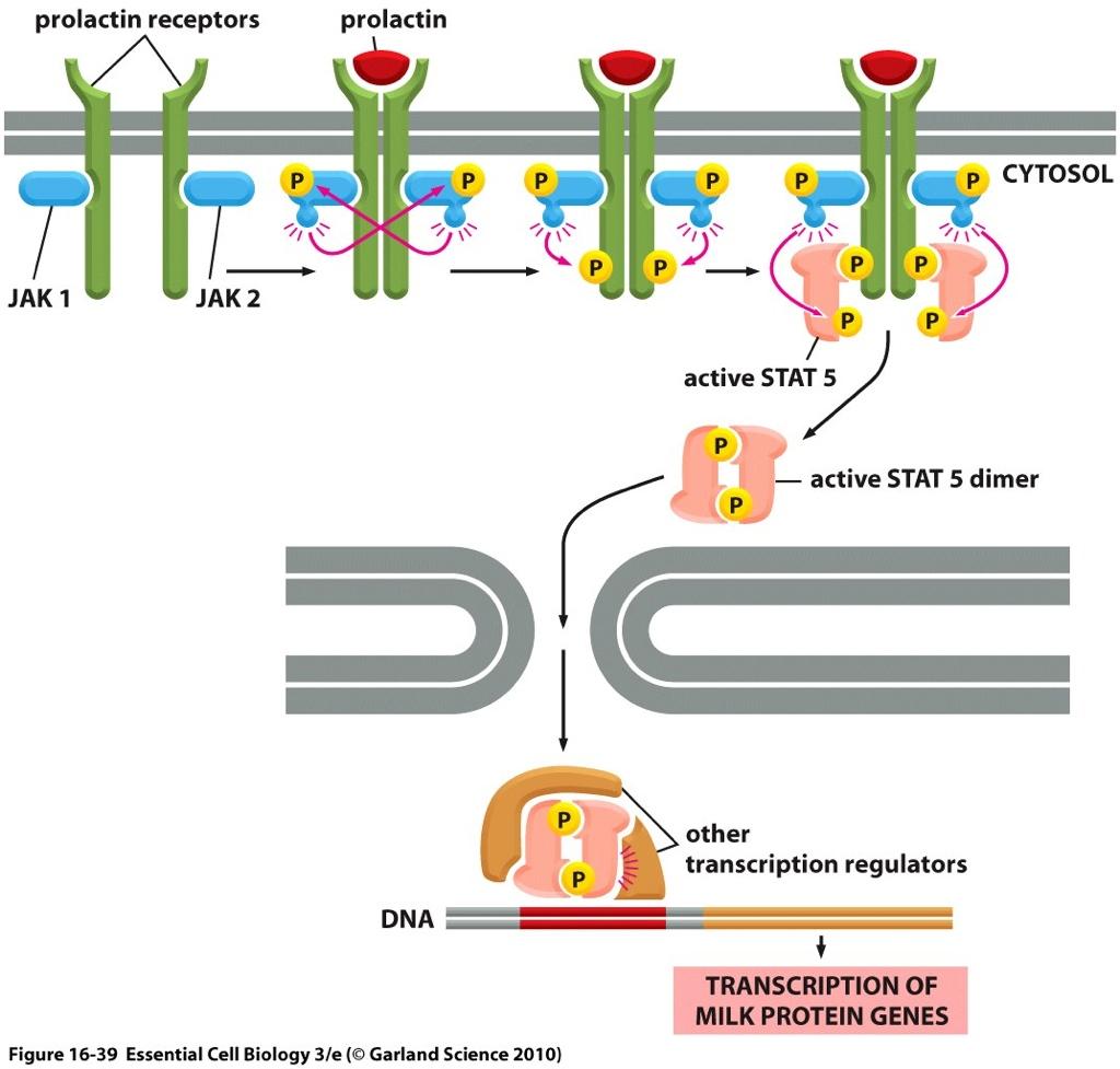 Jak-STAT signaling pathway No intrinsic enzyme activity Instead, associated with cytoplasmic tyrosine kinase, JAK (Janus kinase) and STAT (Signal transducers and activators of transcription; Gene