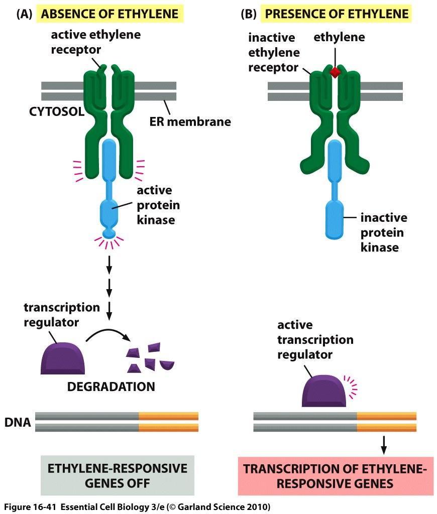 similarities Transmembrane cell-surface receptors (e.g.