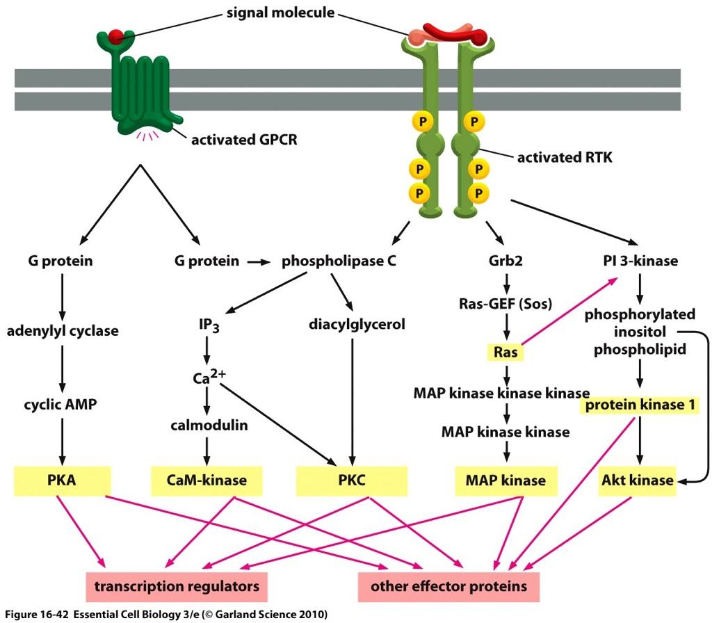6. Protein kinase networks integrate
