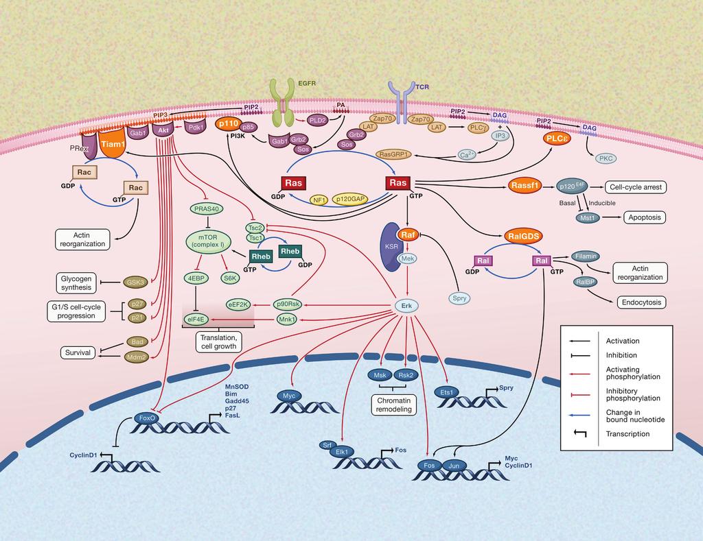 Complex Signaling Pathways Complexity of cell signaling is much greater than we have described. We have not discussed every intracellular signaling pathway available to cells.