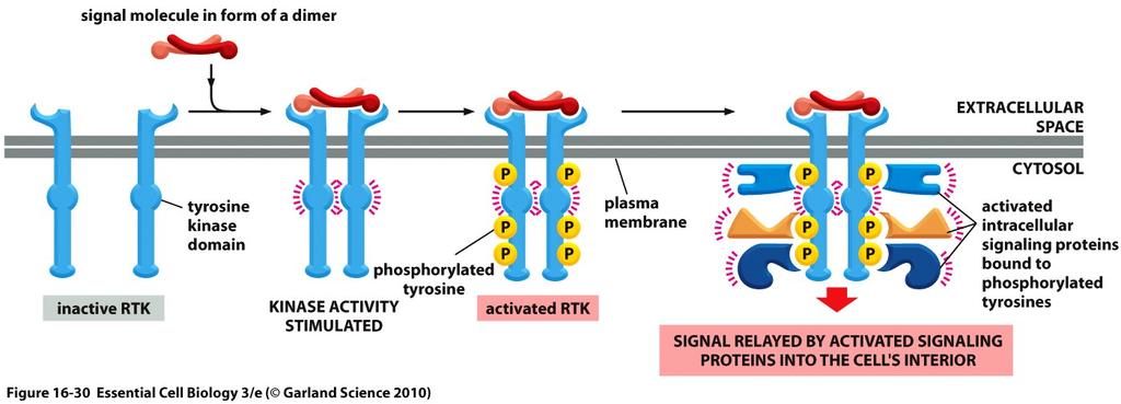 Activation of an RTK 1. Binding of signal molecules 2. Receptor dimerization (Contact b/w the two receptor tails activate kinase function) 3. Cross-phosphorylation 4.