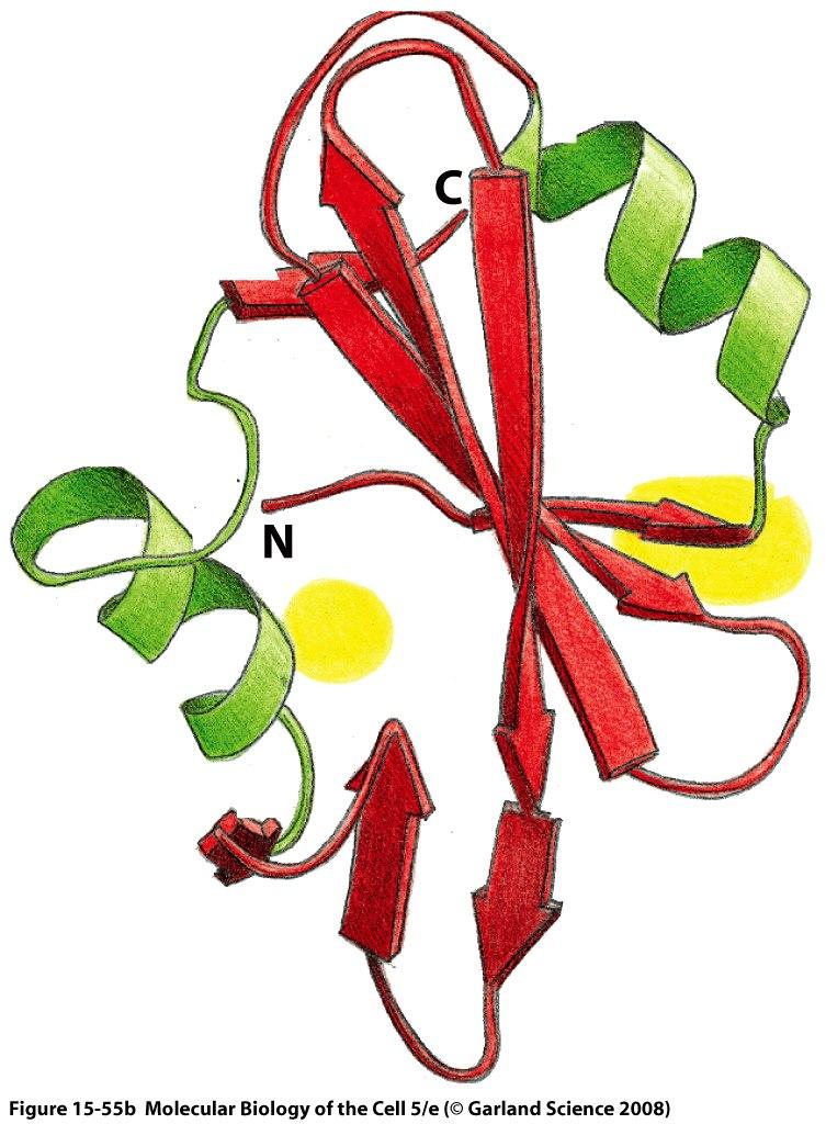 1. 3-D structure of SH2 domain.