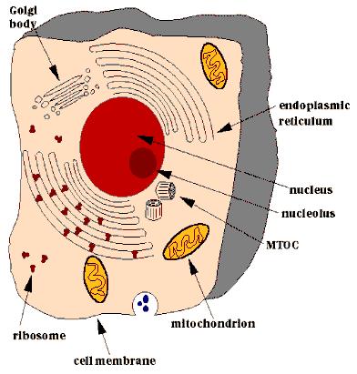 The basic Fungi are eukaryotes Eukaryote = an organism