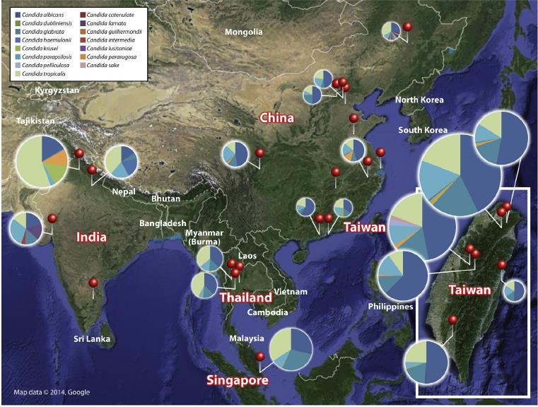 pecies Distribution of Candida in Asia PREENTED AT MMTN CONFERENCE, 1-3 DEC