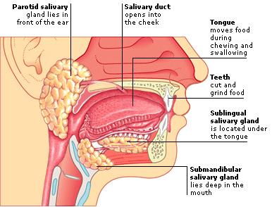 MODEL 2: 6 minutes The oral cavity is composed of the cheeks, hard and soft palate, and tongue.