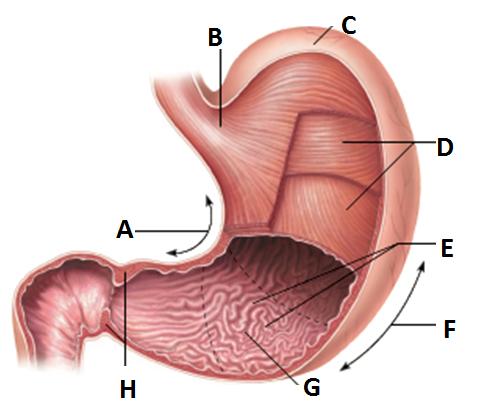 MODEL 3: 10 minutes After the food (now called a bolus) moves down the esophagus, it will pass into the stomach. The stomach continues the process of both mechanical and chemical digestion.