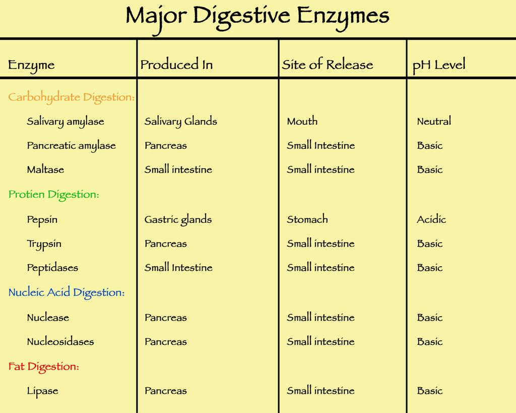 MODEL 4: Chemical digestion is necessary to hydrolyze the macromolecules in our food into its monomer parts that are easy to get into our cells.