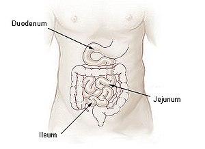 MODEL 5: 15 minutes After the Duodenum, digestion ceases and the majority of absorption begins (glucose, aspirin, and alcohol will be absorbed directly into the bloodstream from the stomach).