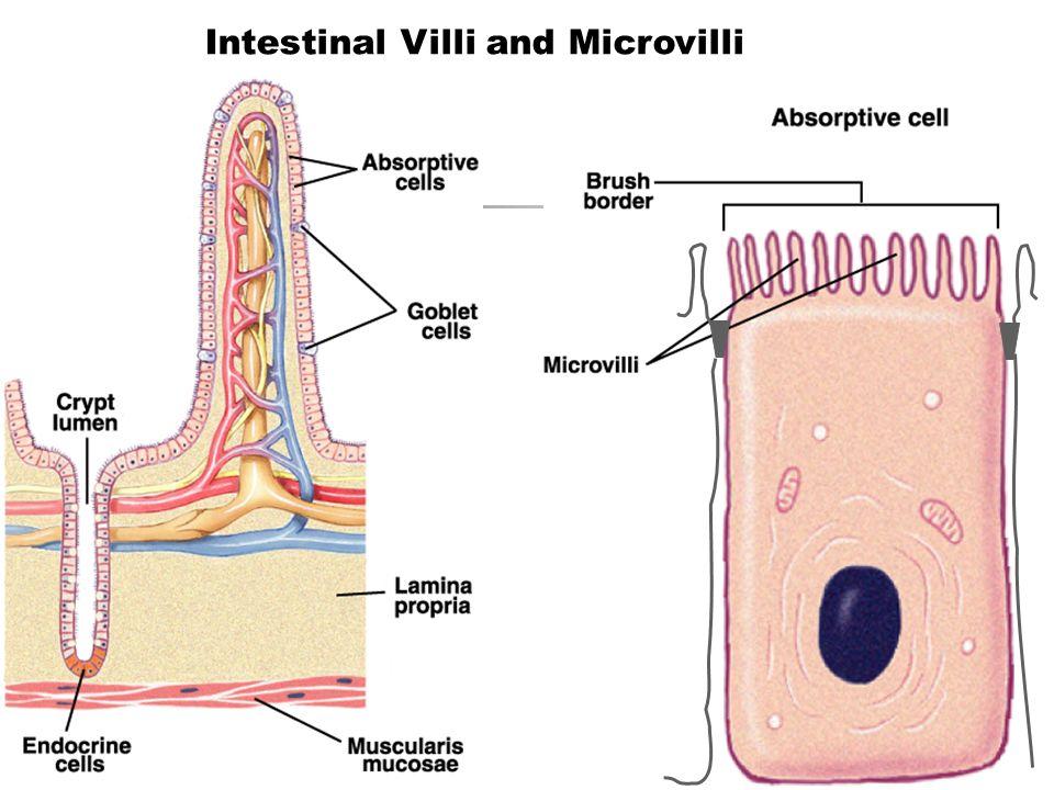 The intestinal tissues are arranged in many folded projections called Villi. Each individual cell is topped with folded projections called microvilli. 14.