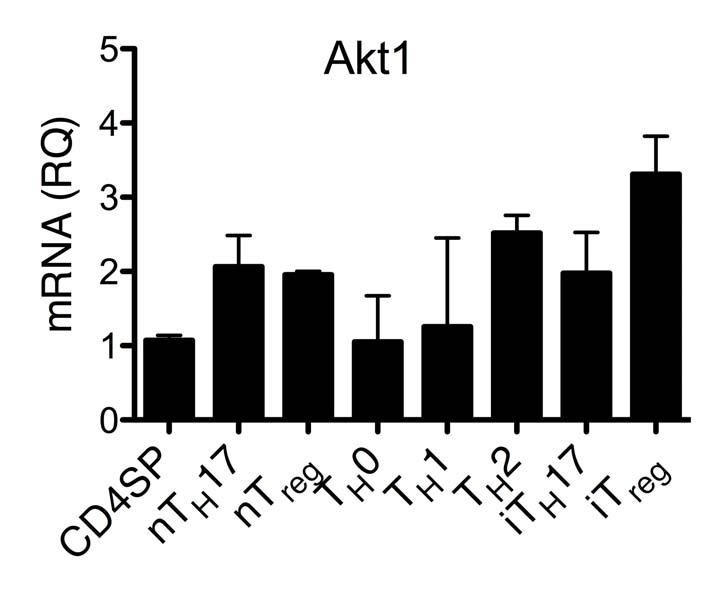 Supplementary Figure 6. mrna expression of Akt1 and Akt2 in + T cell subsets and thymocyte populations.