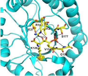 ne particularly useful enzyme catalyzes the reaction shown in Eq 1, where R (electrophile) can be highly diversified. This enzyme uses 2-keto-3-deoxy-6-phosphogalactonate as a substrate.